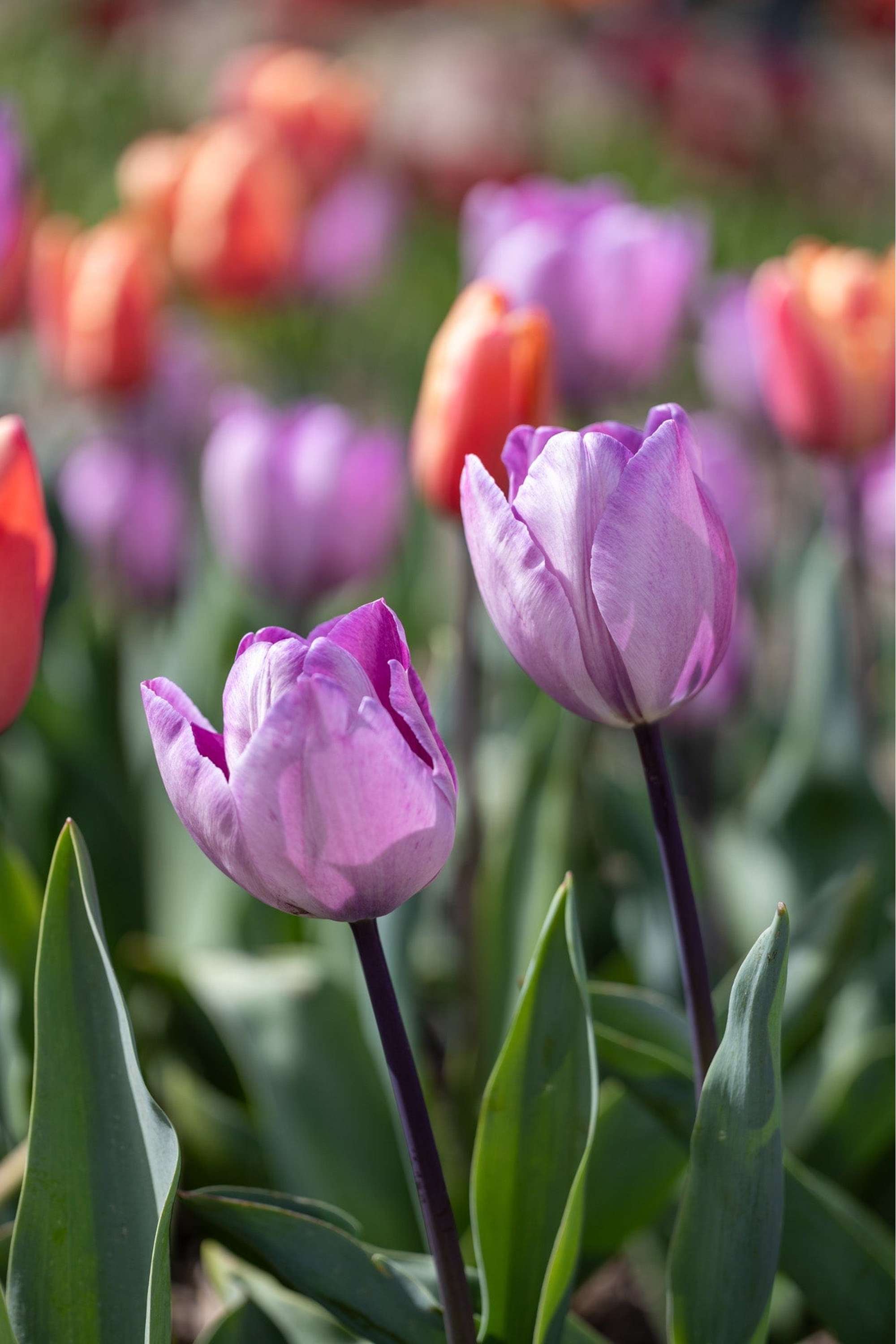 Tulpe 'Jacuzzi'